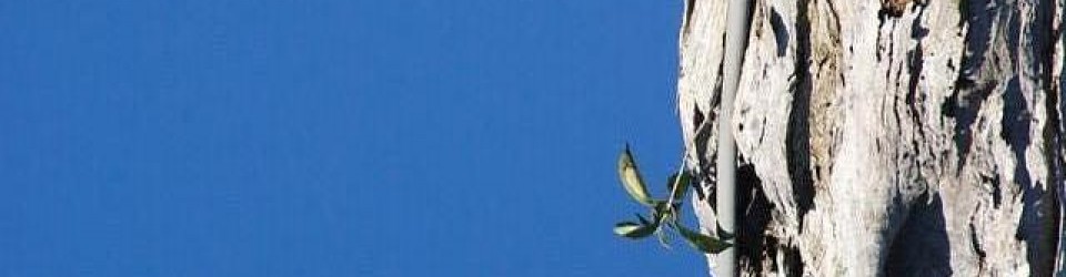 growth banner